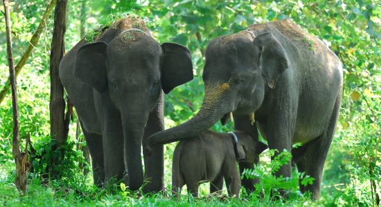 Ilustrasi Gajah di Hutan
