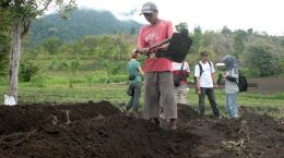 Masyarakat Lembah Seulawah sedang menggarap lahan pertanian