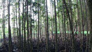 Wisata alam hutan mangrove menjadi daya tarik bagi wisatawan|Vina Sekar Bayu